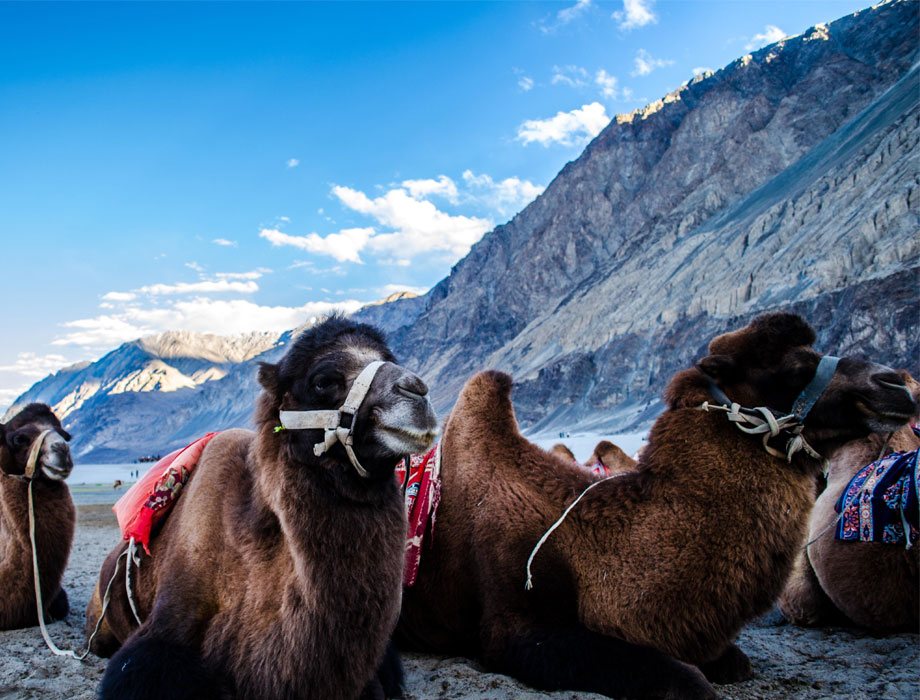 LADAKH SEASONAL TOUR PACKAGE 5 NIGHTS 6 DAYS